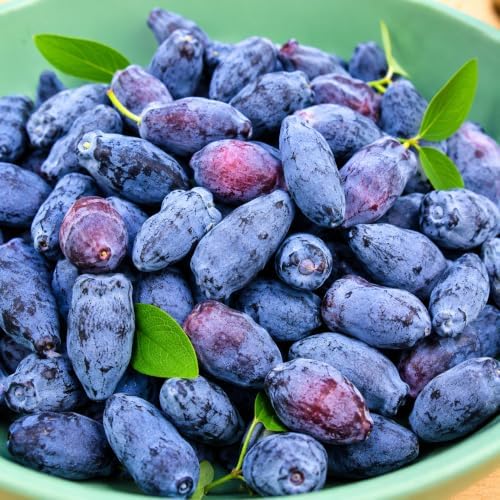 Boreal Beauty Honeyberry (Haskap) Shrub - 6-12" Tall Live Plant - Image 5