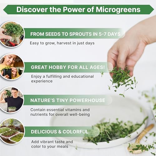 Organo Republic Broccoli Sprouting & Microgreens Seeds - 65,000 Non-GMO Heirloom Seeds, Sprouts in Bulk 8oz Resealable Bag for Planting & Growing in Soil, Coconut Coir, Aeroponic & Hydroponic System - Image 4