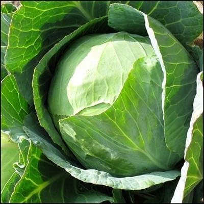 Cabbage Seed, Golden Acre, Heirloom, Non GMO, 100+ Seeds, Tasty Healthy Veggie, My Favorite Cabbage, Country Creek Acres Brand by CountryCreekAcres