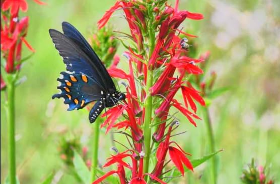 Red Cardinal Flower - Live Plant - Lobelia cardinalis - Vibrant Red Blooms, Attracts Hummingbirds Perennial, 3 Inch Pot, Traditional Medicinal & Garden Herb, Easy to Grow, Hardy Perennial - Image 2