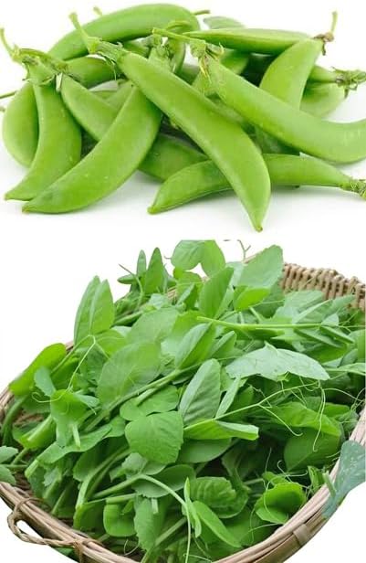 Bean Seeds for Planting Vegetables and Fruits. Pole Beans,Bush Beans,Romano Beans.Non GMO Garden Seeds for Home Vegetable Garden-65ct+ Sugar Snap Pea Seeds,豌豆苗,Edible Pod/Sweet Snap Pea Shoots & Tips by HipGirl