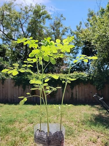 Moringa Trees 3 Live Moringa Plants with Moringa Seeds - Organically Grown - Non-GMO - Miracle Tree - Moringa Oleifera - Herb - Image 3