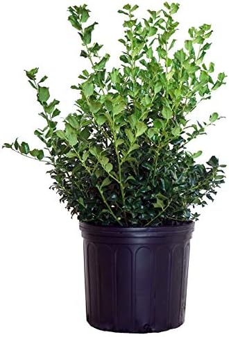 Ilex X meserveae 'China Girl' (Holly) Evergreen, 3 - Size Container by GreenPromiseFarms