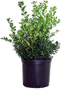 Ilex X meserveae 'China Girl' (Holly) Evergreen, 3 - Size Container by GreenPromiseFarms