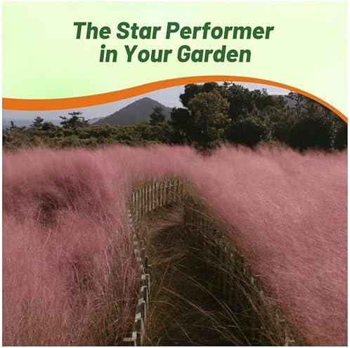 Outsidepride Pink Muhly Ornamental Grass Seeds - 100 Pcs, Perennial, Drought Tolerant, Low Maintenance, Ornamental Tall Grass Plants, Fast Growing for Landscaping, Outdoor Garden, Privacy Plants - Image 2