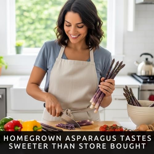 Purple Passion Asparagus Crowns 12 Pack | 2 Year Bare Root Live Plants | Sweet Purple Asparagus Variety | Cold Hardy High Yield Perennial - 12 Fresh Garden Roots - Image 4
