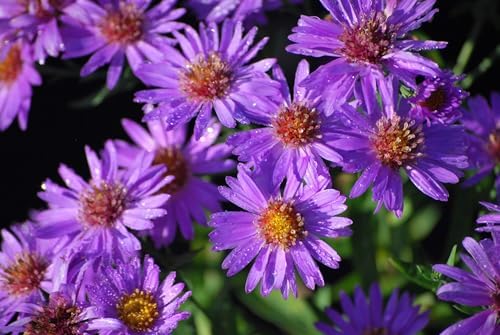 Perennial Farm Aster D. 'Wood's Purple' – Live Perennial in #1 Container, Pale Violet Daisy-Like Blooms, Compact & Hardy, Pollinator Friendly, Long Blooming, Great for Borders & Fall Gardens - Image 5
