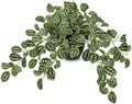 Briful Artificial Potted Plant Indoor, 19.6" Faux Watermelon Peperomia Trailing Plant in Black Pot, Realistic Fake Plants with Cascading Green Leaves for Shelf Bathroom Office Desk Kitchen Home Decor by Briful