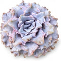 Echeveria 'Crispate Beauty' 4 Inch Bare Root Live Succulent Plant by Unknown