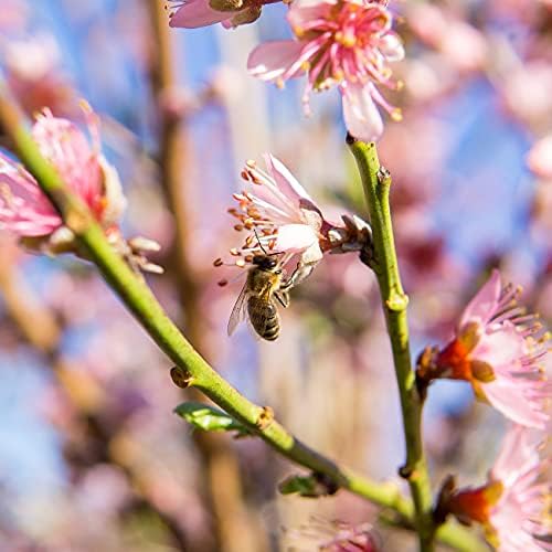 Perfect Plants Flordaking Peach Tree, 4-5 ft, Live Plant - Image 5
