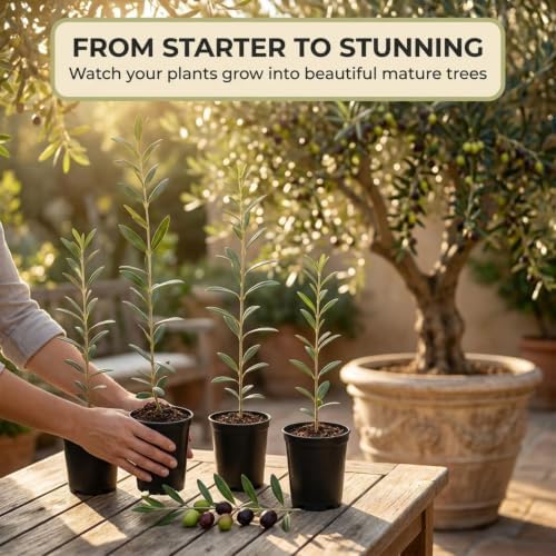 ragnaroc Arbequina Olive Tree Live Plant, 2-Inch Plug, 10+ Inches Tall, 4ct - Image 4