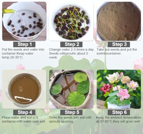120 Pcs Mixed Color Bonsai Bowl Lotus Seeds,Easily Low Maintenance for Water Features Bonsai Lotus Flower Ornamental Pond and Home Planting - Image 5