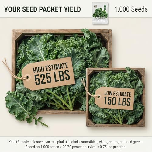 1000 Dwarf Blue Curled Scotch Kale Seeds for Planting - Cold-Hardy Curly Leaf Heirloom, Non-GMO, USA Grown by RDR Seeds - Image 2