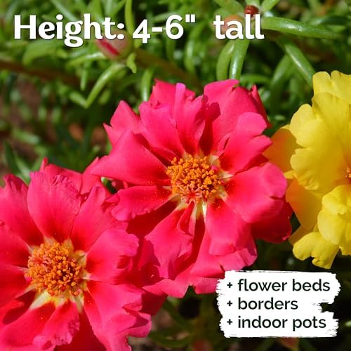 10,000 Mix Moss Rose Seeds for Planting (Portulaca grandiflora) - Purslane Double Flower Portulaca Seed, Drought Tolerant Flowering Ground Cover - Flower Seeds to Plant Outside, Beds, Baskets - Image 4