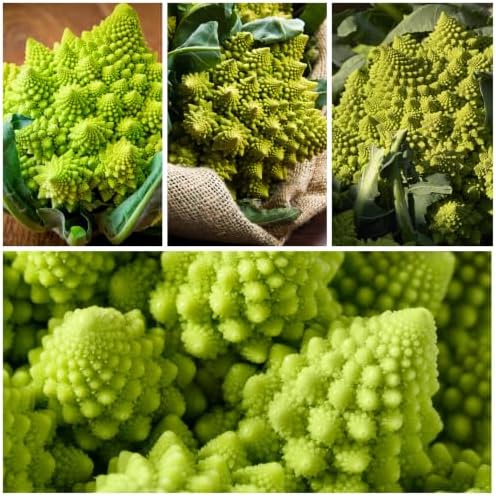 Seed Needs Romanesco Broccoli Seeds to Plant Green Cauliflower 5 Packs - Image 2