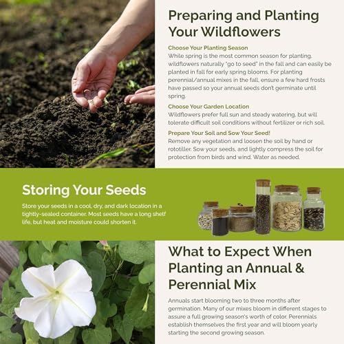 Eden Brothers Top O The Morning Flower Mixed Seeds for Planting, 1/4 lb, 120,000+ Seeds with Morning Glory, Moonflower | Attracts Pollinators, Plant in Spring or Fall, Zones 3, 4, 5, 6, 7, 8, 9, 10 - Image 5