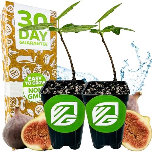 Brown Turkey Fig - Ficus carica by Wellspring Gardens - Sweet Bronze Fruit - Mediterranean Garden - Resilient Fruit Tree - Self-Pollinating Fig Tree - Ornamental Fruit Tree (2-Pack) by WellspringGardens