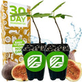 Brown Turkey Fig - Ficus carica by Wellspring Gardens - Sweet Bronze Fruit - Mediterranean Garden - Resilient Fruit Tree - Self-Pollinating Fig Tree - Ornamental Fruit Tree (2-Pack) by WellspringGardens