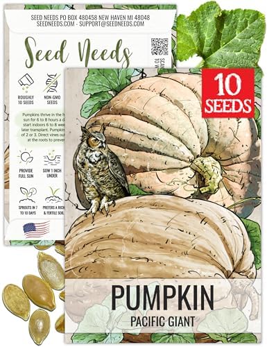 Seed Needs Pacific Giant Pumpkin Seeds to Plant Vegetables - 1 Pack by SeedNeeds