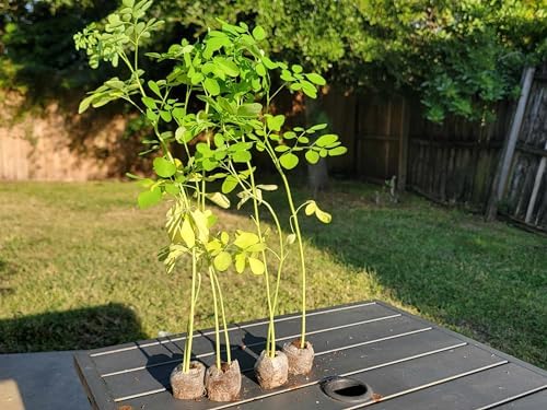 Moringa Trees 3 Live Moringa Plants with Moringa Seeds - Organically Grown - Non-GMO - Miracle Tree - Moringa Oleifera - Herb - Image 2
