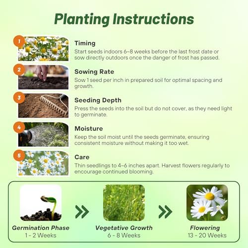 Outsidepride German Chamomile Seeds - 5000 Pcs Annual, Drought Tolerant, Self-Seeding & Versatile, Herb Seeds for Planting Sweet Scented Daisy-Like Blooms, Ideal for Slopes & Pollinator Gardens - Image 5