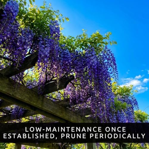 3 Wisteria Live Plants 1–2 Ft Tall – Flowering Wisteria Vine (Wisteria Floribunda) – Fast Growing Climbing Plant for Garden, Trellis, Pergola & Bonsai Training (3 Plants) - Image 6