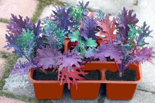 Mixed Kale Plants, Set of 4 Live Rooted Plants, 3-Inch Pots, Hardy Vegetables for Garden, Pot NOT Included by Unknown