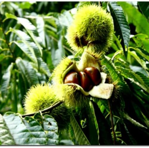 Horse Chestnut Live Tree Plant Dormant, 4-6" Tall - Image 6