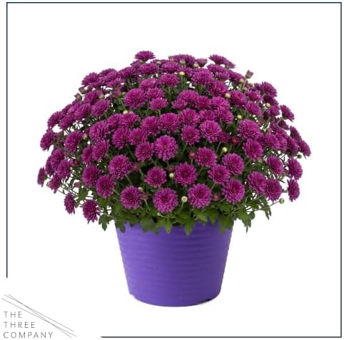 Chrysanthemum (Color Match Deco Pot), Purple Blooms, Live Fall Flowering Perennial, 15" Tall by 12" Wide in 3 Qt Pot - Image 3