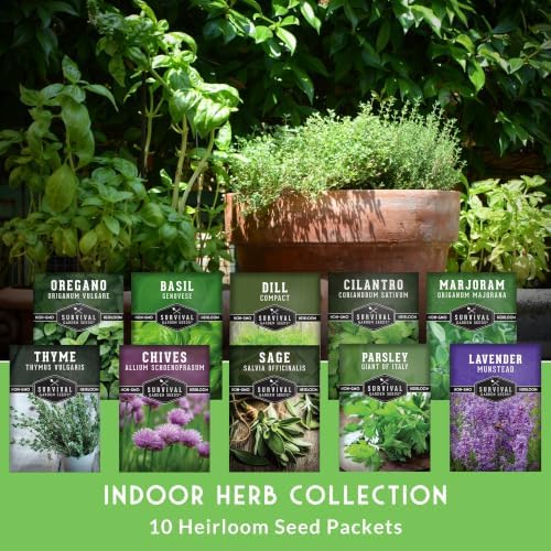10 Culinary Herb Seed Packs for Planting – Survival Garden Seeds - Image 3