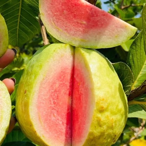 Pink Guava Tree Plant Live, Patio Container Plant, 7-12 Inch Tall - Image 2