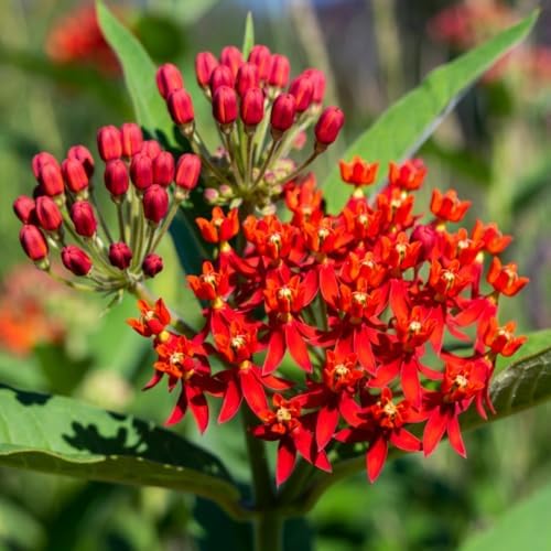 2 Red Milkweed Live Plants, Asclepias Tuberosa, 4-6 Inch Tall - Image 2