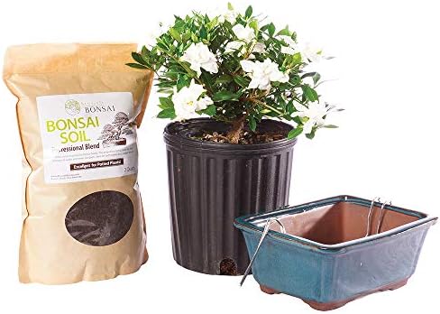 Brussel's Bonsai - Small Gardenia Live Bonsai Tree, Potted Outdoor Plant by BrusselsBonsai