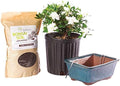 Brussel's Bonsai - Small Gardenia Live Bonsai Tree, Potted Outdoor Plant by BrusselsBonsai