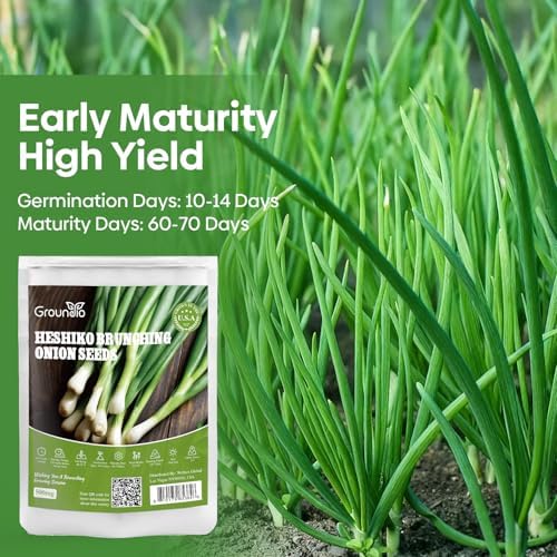 Groundio 200+ Heshiko Japanese Bunching Green Onion Seeds | Non-GMO Heirloom | High Germination | Mild Scallions for Cooking (Allium fistulosum) - Image 3