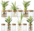 Glass Plant Propagation Stations for Plants – Set of 12(6 Large & 6 Small) Hydroponic Vases for Plant Cuttings,Flower Arrangements, Home & Office Decor–Desktop Vases for Living Room, Bedroom (12) by wangsdjy