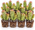 String of Buttons Crassula Live Plant Plugs – Crassula Perforata Succulent Starter Plants – Stacked Green & Pink Succulent for Pots & Containers, 10 Plants by CZGrain