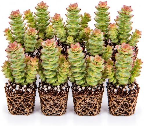 String of Buttons Crassula Live Plant Plugs – Crassula Perforata Succulent Starter Plants – Stacked Green & Pink Succulent for Pots & Containers, 10 Plants by CZGrain