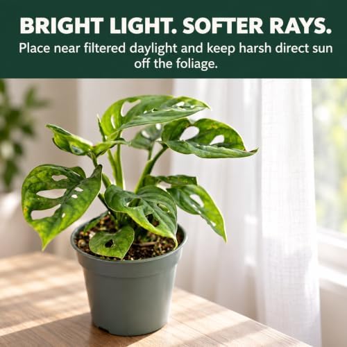 Monstera Adansonii Swiss Cheese Live Plant - 4 Inch Fenestrated - Image 4