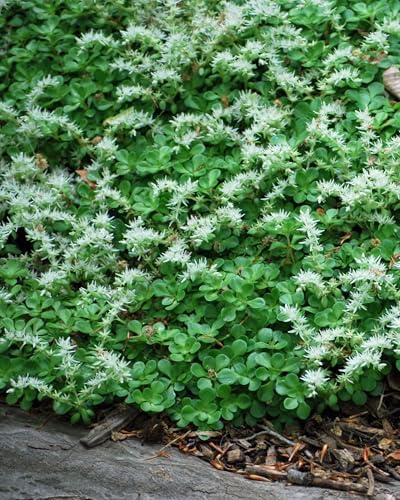 Perennial Farm Marketplace Sedum ternatum (Woodland Stonecrop) Groundcover, 1 Quart, White Flowers - Image 2