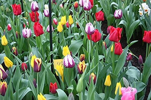 Mixed Triumph Tulip - 50 bulbs - Image 3