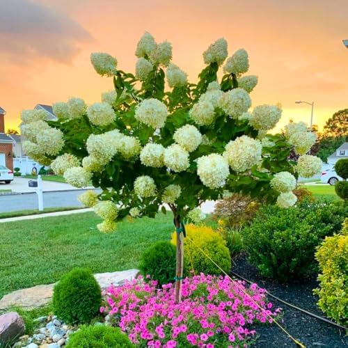 Green Hydrangea Tree Live Plant, Large Bloom Flower Shrub, 6-12 Inch Tall by UIOTER