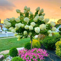 Green Hydrangea Tree Live Plant, Large Bloom Flower Shrub, 6-12 Inch Tall by UIOTER