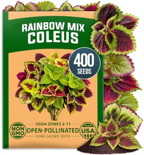 HOME GROWN Rainbow Mix Coleus 400 Flower Seeds Plectranthus scutellarioides by HOMEGROWN