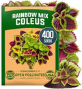HOME GROWN Rainbow Mix Coleus 400 Flower Seeds Plectranthus scutellarioides by HOMEGROWN