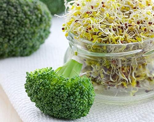 Broccoli Seeds for Sprouting, 25 Pounds – Vegan, Kosher, Sirtfood, Bulk. Rich in Sulforaphane, Vitamin C, Vitamin A. Great for Growing Sprouts, Microgreens. High Germination Rate - Image 4