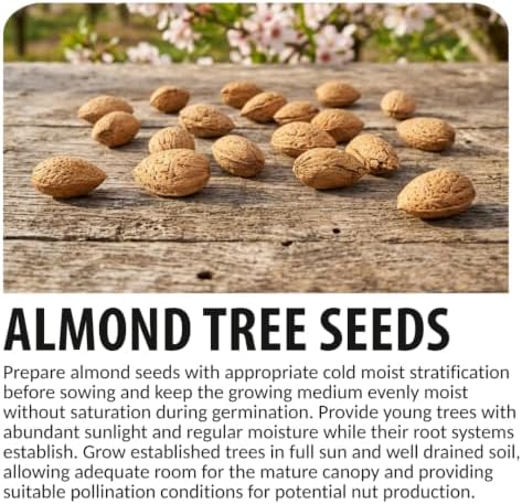 20 Almond Tree Seeds | Prunus Dulcis Edible Nut Tree Seeds for Planting - Image 4