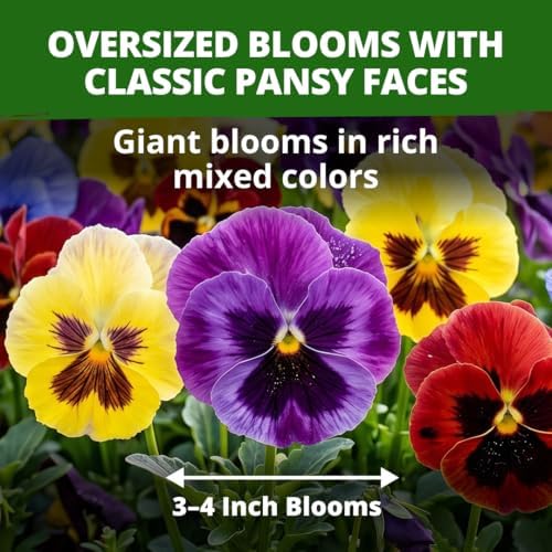 HOME GROWN Swiss Giant Pansy Seeds, 3000 Seeds, Viola - Image 2