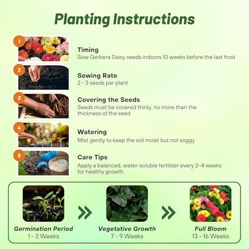 Outsidepride Colorbloom Mix Gerbera Seeds - 10 Pcs Perennial, Compact & Low Maintenance, Flower Seeds for Planting w/Vibrant Mixed Blooms, Ideal for Garden Landscaping & Cut Flower Arrangements - Image 5