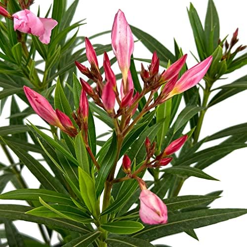 Hardy Pink Oleander, Live Evergreen Flowering Shrub, 3 Gallon - Image 3